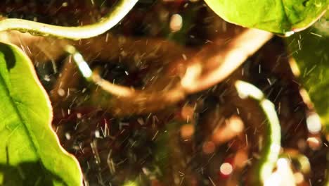 Sonnenlicht,-Das-Durch-Pflanzenblätter-Im-Amazonas-dschungel-Scheint,-Konzept-Von-Wachstum-Und-Leben