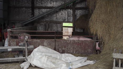 Medium-shot-of-hay-and-pigs-inside-a-barn