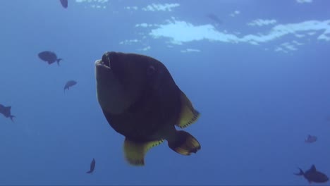 Giant-Triggerfish-swimming-close-to-the-camera-in-blue-ocean