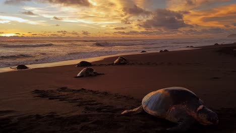 Schildkröten-Am-Ostionalen-Sandstrand-Bei-Sonnenuntergang,-Um-Eier-Zu-Legen
