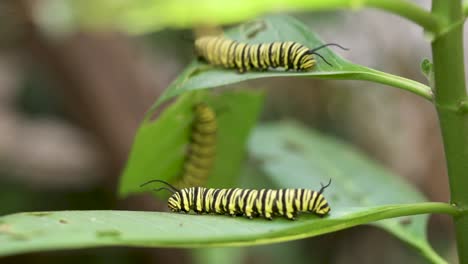 Tropical-milkweed-plant-with-southern-monarch-butterfly-caterpillars