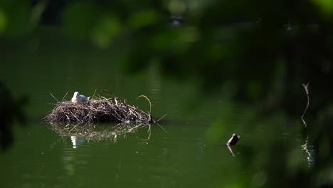 A-black-headed-gull-enjoying-a-peaceful-moment-relaxing-on-a-water-nest-on-a-sunny-day