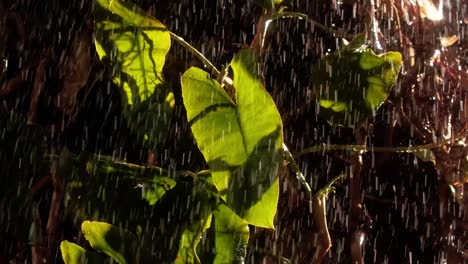 Fuertes-Lluvias-En-La-Selva-Tropical,-Amazonas,-Brasil,-Consecuencias-Del-Calentamiento-Global