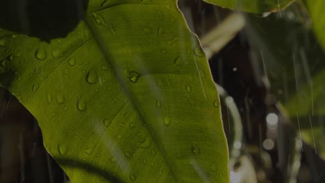 Dramatic-storm-rain-pouring-on-Amazon-jungle-plants,-close-up-of-water-drops-on-leaf