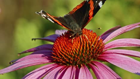 Makroaufnahme-Eines-Schmetterlings-Des-Roten-Admirals,-Der-Auf-Einem-Lila-Sonnenhut-Thront-Und-Nektar-Saugt