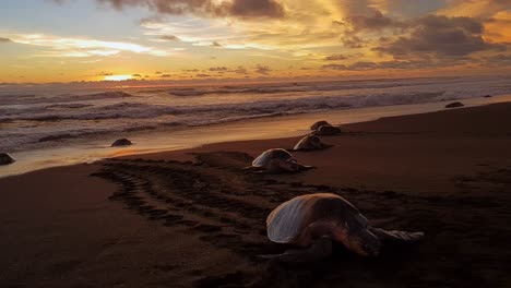 Tortugas-Marinas-Que-Llegan-A-La-Orilla-Arenosa-De-La-Playa-De-Ostional-Para-Desovar-Al-Atardecer-En-Costa-Rica
