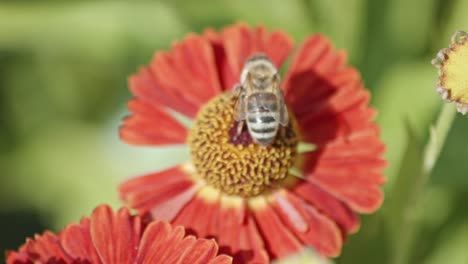 A-honey-bee-collects-nectar-from-beautiful-Helenium-flowers-with-red-centre-and-petals