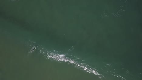 Close-up-slow-motion-shot-of-Handsome-guy-surfing-a-green-wave-in-Guincho-surf-spot