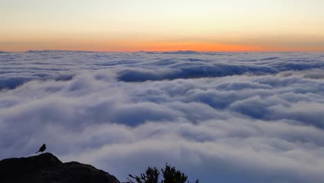 Silhouette-Eines-Vogels,-Der-Auf-Einem-Berggipfel-über-Der-Wolkenlandschaft-In-Madeira-Spaziert,-Vergrößern-Sie-Die-Ansicht
