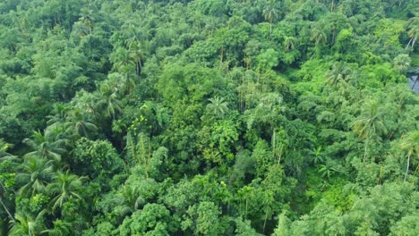 Aerial-or-drone-view-shot-of-deep-green-jungle-8