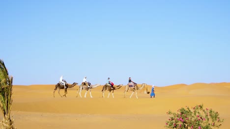 Kameltour-In-Der-Wüste-Sahara-Unter-Der-Leitung-Junger-Tuareg-1