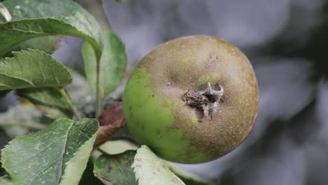 A-russet-eating-apple-hanging-from-a-branch-of-a-russet-apple-tree