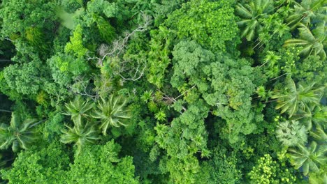 Aerial-or-drone-view-shot-of-deep-green-jungle-1