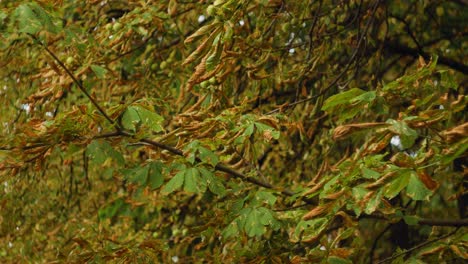 Der-Herbst-Kommt,-Dieser-Baum-Hat-Bereits-Bernsteinfarbene-Blätter