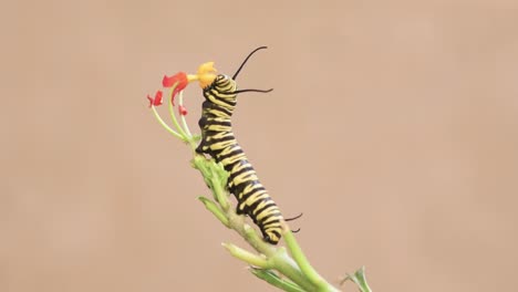 Southern-monarch-butterfly-caterpillar-eating-tropical-milkweed-petals