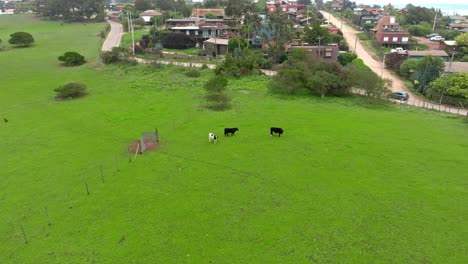 Aerial-orbiting-over-three-cows-herding-on-an-expansive-lush-pasture,-rural-environment,-Chile