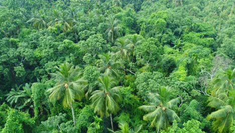 Aerial-or-top-view-of-deep-green-forest-or-jungle-3