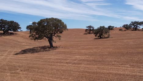 Goldene-Trockene-Felder-Mit-Korkeichen-In-Der-Ländlichen-Landschaft-Von-Alentejo,-Portugal