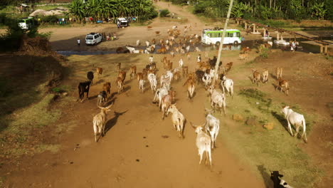 Aerial-View-Of-Cows-Running-To-The-River-In-The-Jinka-Town,-Ethiopia