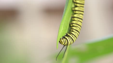 Southern-monarch-caterpillar-eats-leaves-of-tropical-milkweed-plant