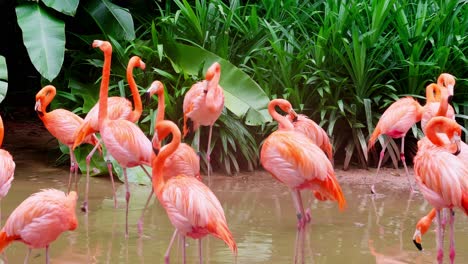 Large-amount-of-flamingos-in-conservation-pond-inside-large-zoo