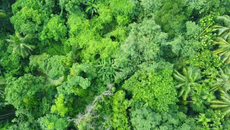 Aerial-or-top-view-of-deep-green-forest-or-jungle-2