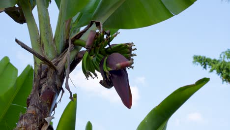 Banana-tree-with-flower-and-stalk-of-young-green-bananas-against-blue-sky