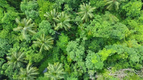 Aerial-or-top-view-of-deep-green-forest-or-jungle-1