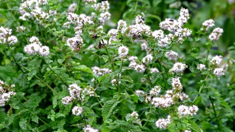 Insekten,-Die-Um-Blumen-Der-Kräutergartenminze-Summen,-Die-In-Einem-Englischen-Garten-Wächst