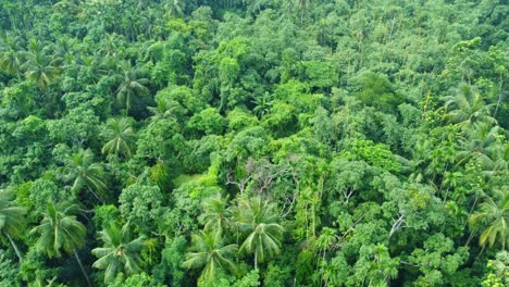 Aerial-or-drone-view-shot-of-deep-green-jungle