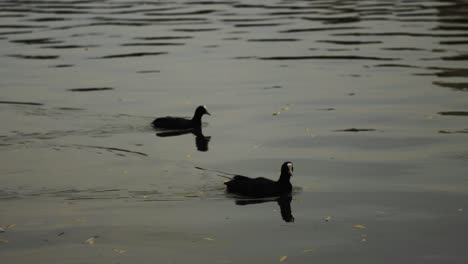 Eine-Folgezeitlupenaufnahme-Von-Zwei-Enten,-Die-Auf-Einem-Teich-Schwimmen