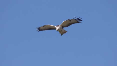 Dutch-blonde-buzzard-predator-in-flight-prepare-to-attack-prey-in-windy-weather