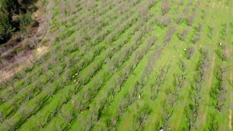 Ansicht-Von-Oben-Nach-Unten-Weidende-Schafe-Auf-Einem-Obstgarten-Mit-Trockenen-Bäumen,-Umlaufende-Bewegung