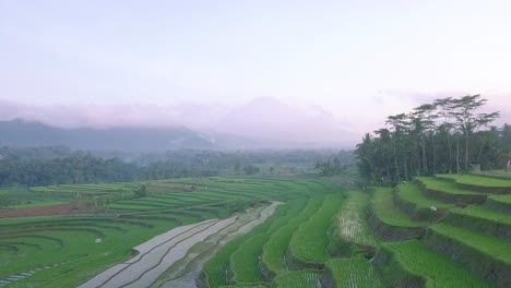 Aerial-flyover-exotic-rice-paddies-in-Indonesia-during-foggy-sky-in-the-morning---Silhouette-of-mountain-ranges-in-background---Cinematic-shot