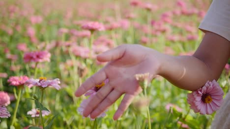 Close-up-of-girl-walking-through-a-field-of-pink-flowers,-touching-them-gently