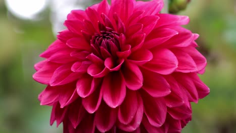Rosafarbene-Blütenblätter-Einer-Dahlie,-Die-In-Einem-Englischen-Garten-Wächst
