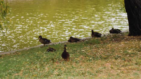 Teleaufnahme-Eines-Rudels-Enten,-Die-Gras-Im-Park-Unter-Einem-Baum-Mit-Dem-See-Im-Hintergrund-Fressen
