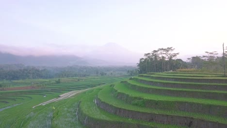 Panorama-Drohnenaufnahme-Von-Idyllisch-Wachsendem-Reis-Auf-Hügeliger-Plantage-Während-Eines-Nebligen-Tages-Bei-Sonnenaufgang---Zentral-Java,-Indonesien