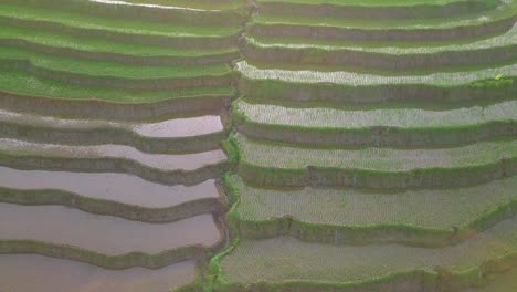Aerial-top-down-shot-of-flooded-terraced-rice-paddies-in-Vietnam,Asia