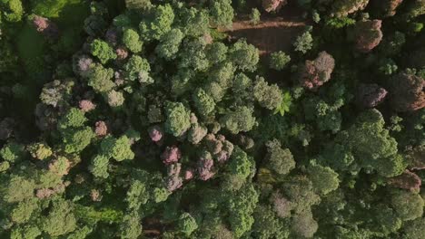 Aerial-top-view-over-forest-trees-in-green,-red-and-brown-colors-during-sunny-day-in-autumn-season