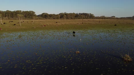 Kreisförmige-Drohnenaufnahme-Einer-Kuh,-Die-Im-Wasser-In-Der-Nähe-Einer-Lagune-In-Uruguay,-Südamerika,-Steht