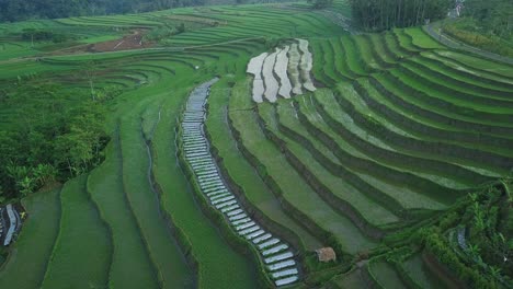 Luftaufnahme-Von-Schönen-Landwirtschaftlichen-Reisfeldern-Auf-Einem-Hügel-In-Der-Nähe-Des-Dorfes-Kajoran,-Zentral-Java,-Indonesien