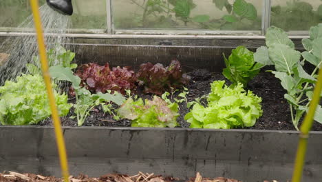 Watering-salad-in-the-vegetable-garden-homegrown-eco-veggies-slow-motion