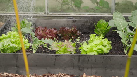 Watering-salad-plants-in-the-vegetable-garden