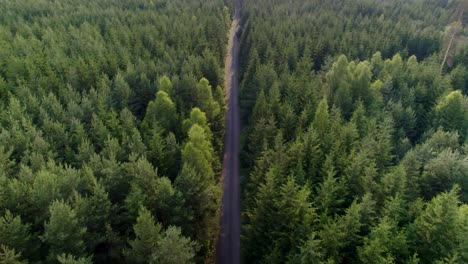 Aerial-drone-view-of-a-road-in-the-middle-of-a-forest