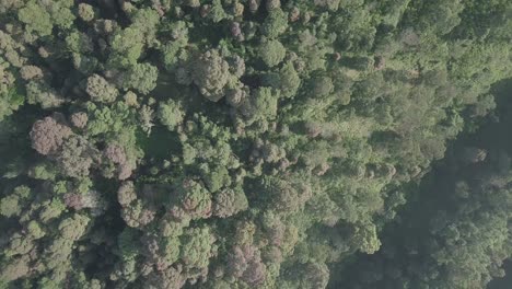 Aerial-top-down-shot-of-forest-trees-and-border-to-vegetable-plantation-during-sunny-day-with-clouds