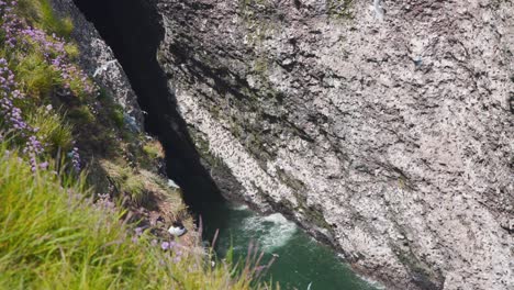Seabird-colony-flying-in-sea-cliff-crevice-in-Fowlsheugh,-Scotland