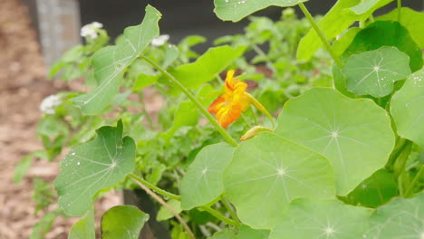 Nasturtium-flower-close-up-in-the-vegetable-garden