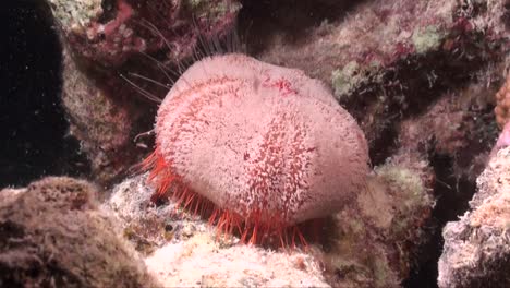Red-sea-urchin-on-coral-reef