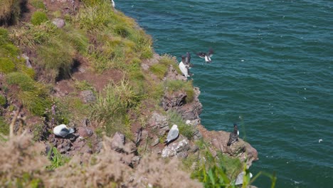 Kittiwake-and-guillemot-seabirds-perched-on-scottish-Fowlsheugh-cliffs